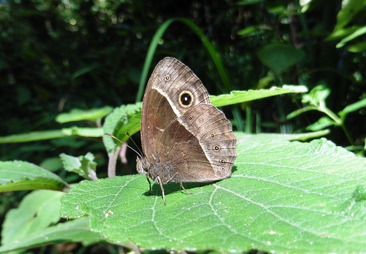 Farfalla del Sudafrica: Bicyclus safitza(Nymphalidae Satyr.)